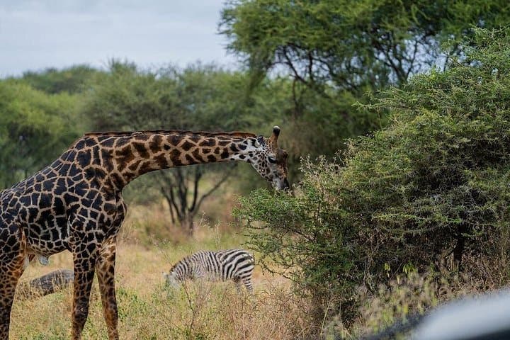 5-Day Northern Circuit Safari: Tarangire, Serengeti & Ngorongoro photo 4