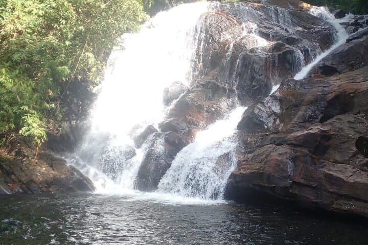 Sinharaja Rainforest Day Trek from Colombo: Trek into Sri Lanka’s Endemic Forest photo 4
