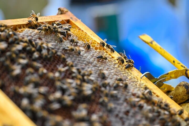Azores Beekeeping Experience: Margaridas Apiary Tour & Honey Tasting on São Miguel
