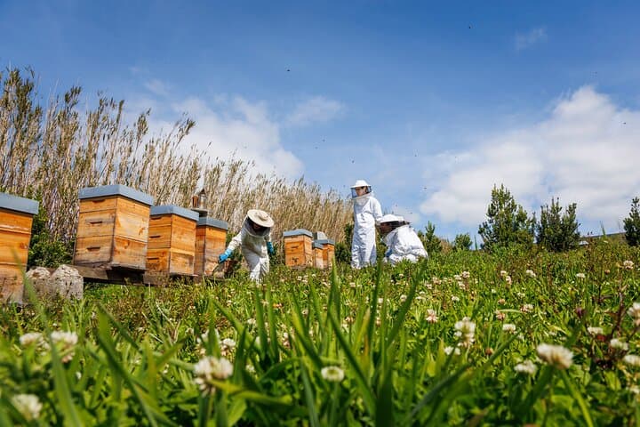 Azores Beekeeping Experience: Margaridas Apiary Tour & Honey Tasting on São Miguel photo 6