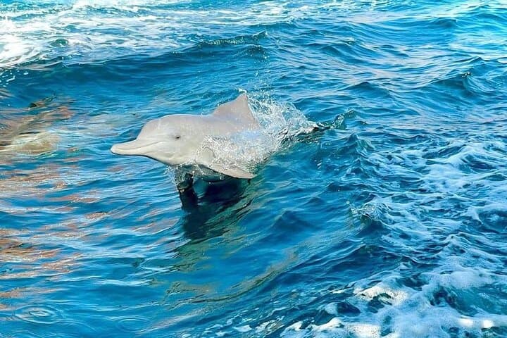 Khasab Musandam Full-Day Dhow Cruise — Dolphins, Snorkel & Telegraph Island photo 3