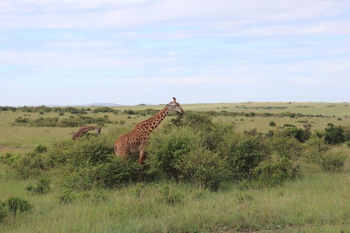 3-Day Ol Pejeta Conservancy Safari: Rhinos, Apes & Big-Game Drives photo 3