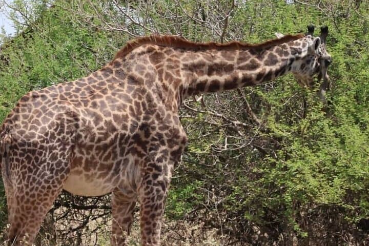 3-Day Serengeti & Ngorongoro Private Safari: Big Five Adventure photo 3