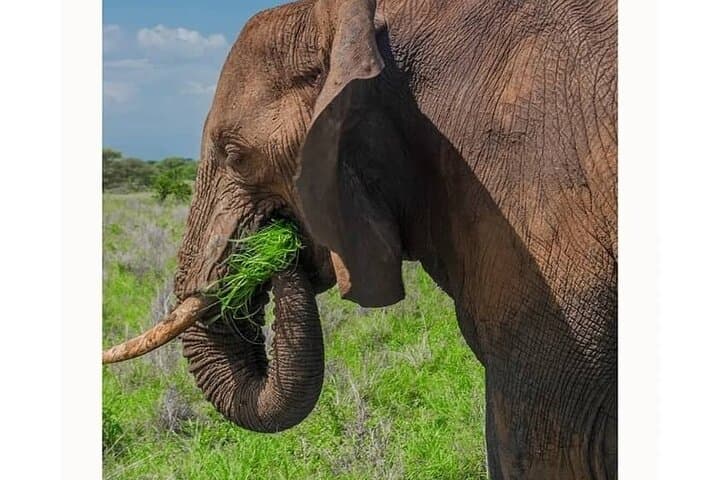3-Day Serengeti & Ngorongoro Private Safari: Big Five Adventure photo 4