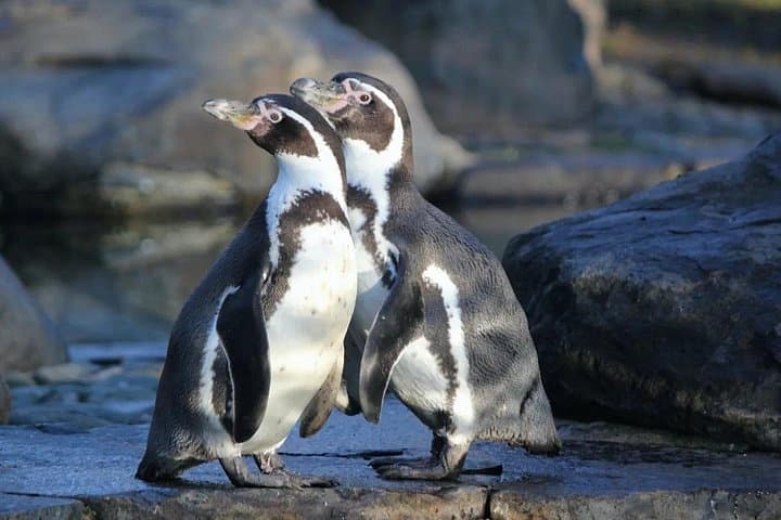 Private Ultimate Coastal Journey: Ballestas Islands, Paracas Reserve & Huacachina Dunes photo 4
