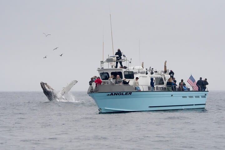Morro Bay Whale Watching: 3-Hour Wildlife Cruise to See Humpbacks & Otters