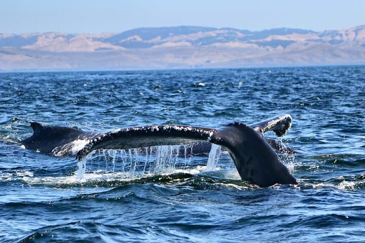 Morro Bay Whale Watching: 3-Hour Wildlife Cruise to See Humpbacks & Otters photo 2