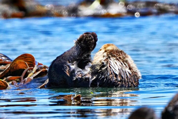 Morro Bay Whale Watching: 3-Hour Wildlife Cruise to See Humpbacks & Otters photo 3