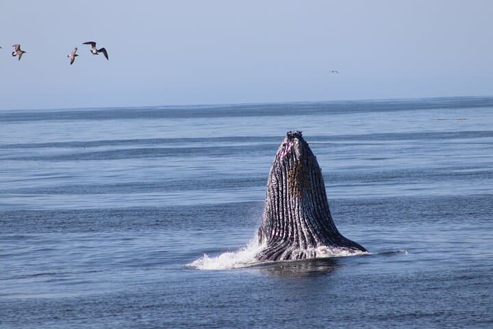 Morro Bay Whale Watching: 3-Hour Wildlife Cruise to See Humpbacks & Otters photo 4