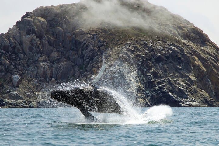 Morro Bay Whale Watching: 3-Hour Wildlife Cruise to See Humpbacks & Otters photo 5