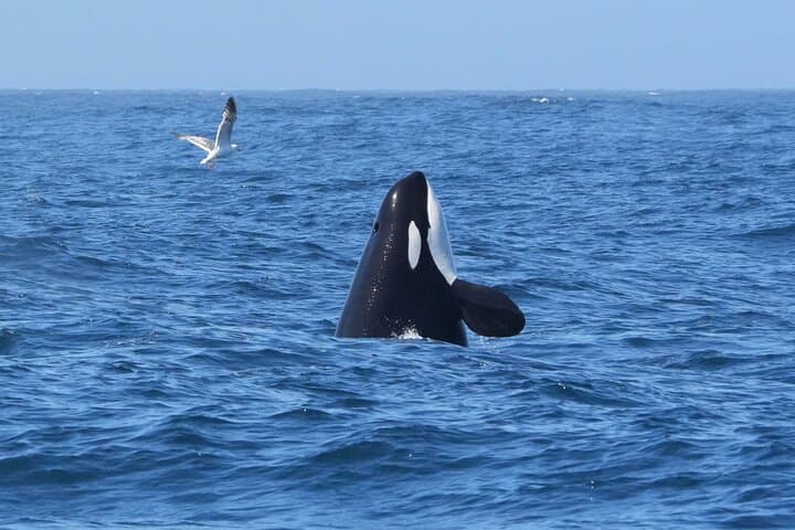 Morro Bay Whale Watching: 3-Hour Wildlife Cruise to See Humpbacks & Otters photo 6