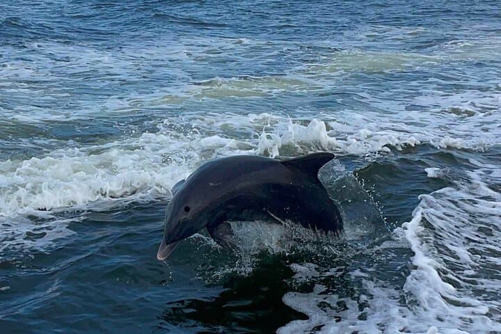 Jet Ski Adventure: Explore Hidden Islands & Dolphins near St. Pete Beach photo 6
