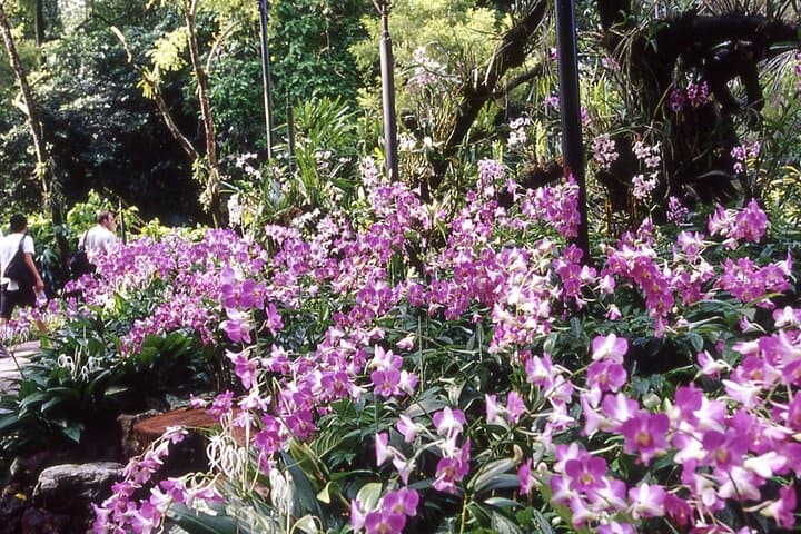 Inside Singapore National Orchid Garden: A Practical Visitor’s Guide photo 4