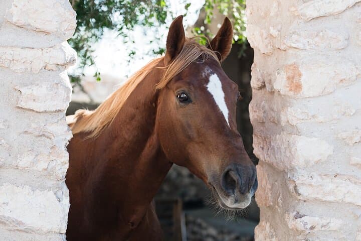 Horseback Riding on Essaouira Beach — Dunes, Argan Forests & Sunset Rides photo 4