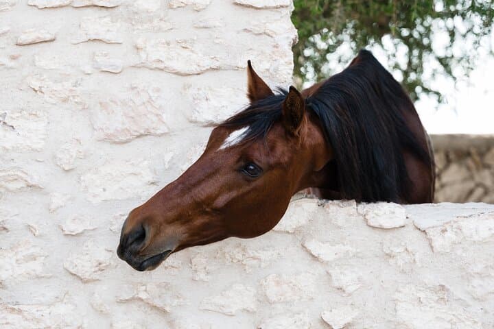 Horseback Riding on Essaouira Beach — Dunes, Argan Forests & Sunset Rides photo 6