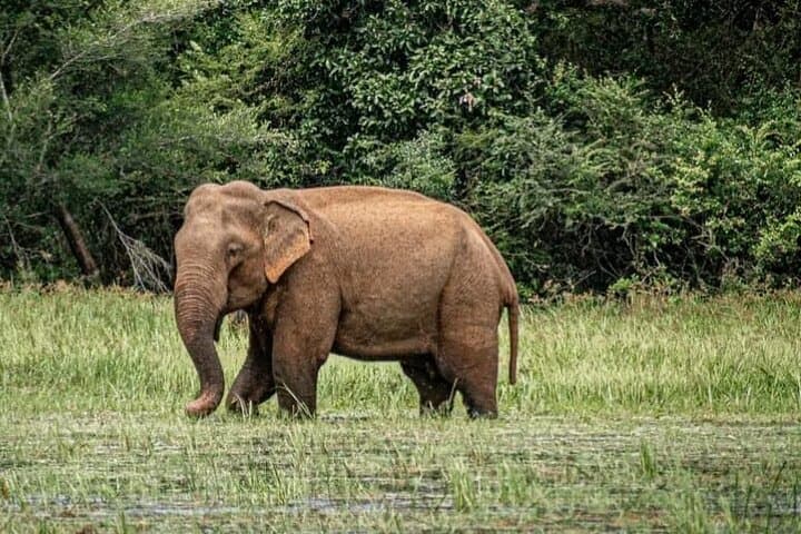 Udawalawe Safari Day Trip from Galle — Elephants & Elephant Transit Home photo 2