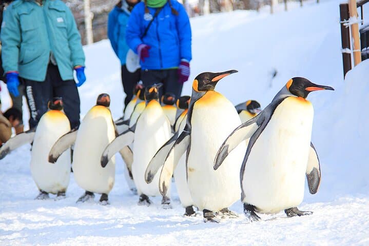 Hokkaido Day Trip to Asahiyama Zoo, Blue Pond & Fairy Terrace