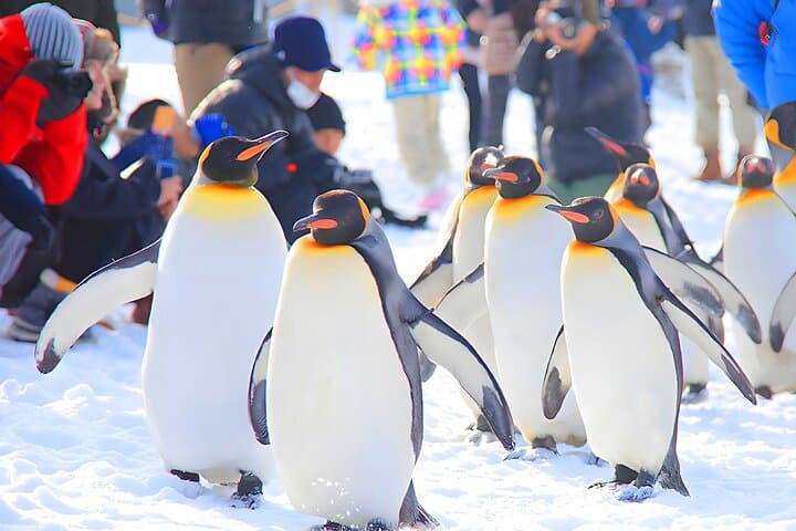Hokkaido Day Trip to Asahiyama Zoo, Blue Pond & Fairy Terrace photo 2
