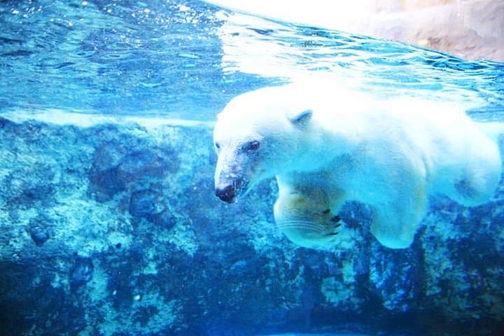 Hokkaido Day Trip to Asahiyama Zoo, Blue Pond & Fairy Terrace photo 3