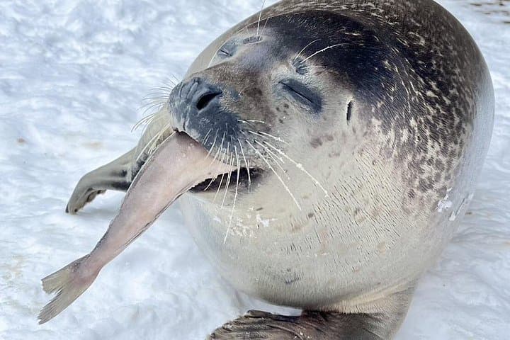 Hokkaido Day Trip to Asahiyama Zoo, Blue Pond & Fairy Terrace photo 4