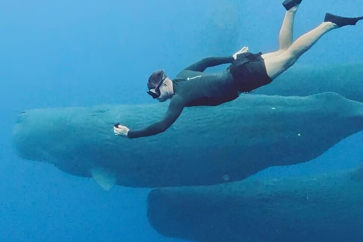 Mauritius Whale and Dolphin Watching Expedition — West Coast Speedboat Safari