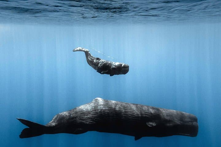 Mauritius Whale and Dolphin Watching Expedition — West Coast Speedboat Safari photo 2