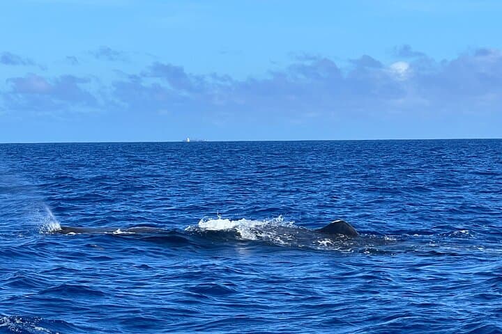 Mauritius Whale and Dolphin Watching Expedition — West Coast Speedboat Safari photo 3