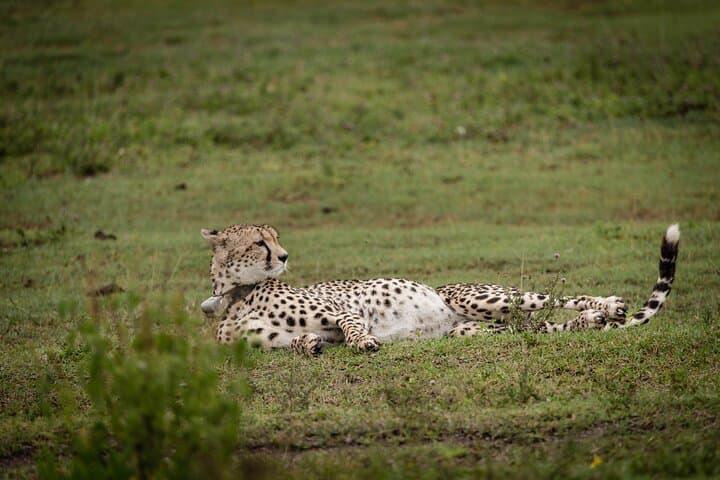 4-Day Pristine Tanzania Safari: Serengeti, Ngorongoro & Lake Manyara