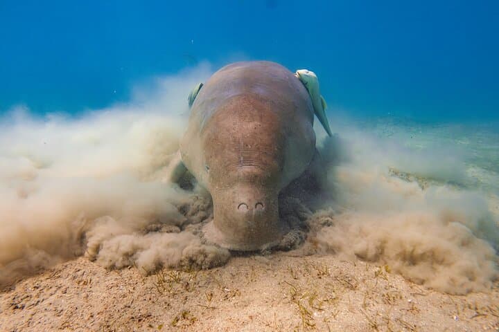 PADI Open Water Diver Course in Marsa Alam — Red Sea Reef Dives photo 5