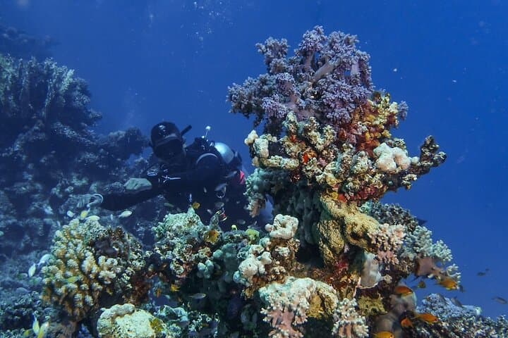 PADI Open Water Diver Course in Marsa Alam — Red Sea Reef Dives photo 2