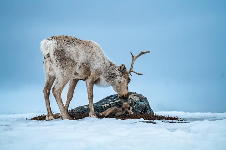 Witness Spring Reindeer Calving in Alta — Sami Herd and Newborn Calves photo 2