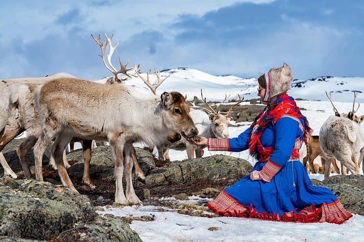 Witness Spring Reindeer Calving in Alta — Sami Herd and Newborn Calves photo 3