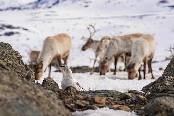 Witness Spring Reindeer Calving in Alta — Sami Herd and Newborn Calves photo 4