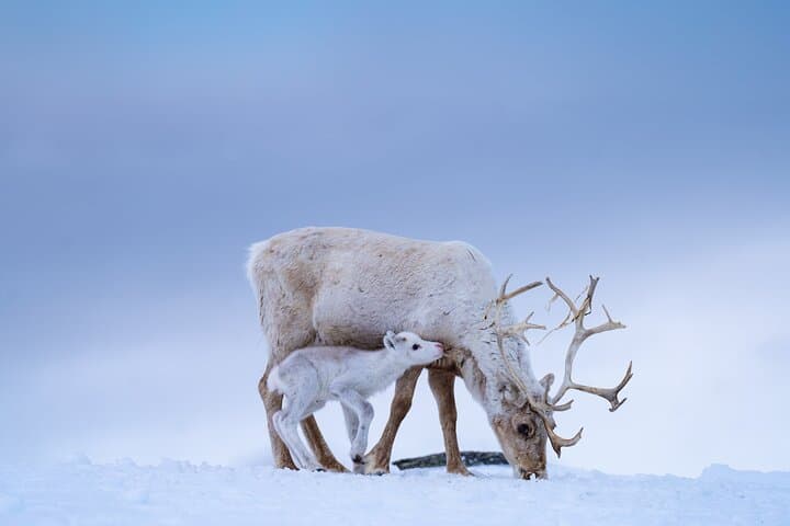 Witness Spring Reindeer Calving in Alta — Sami Herd and Newborn Calves photo 1