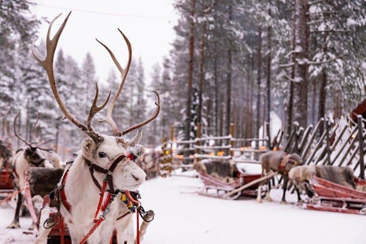 Santa Claus Village Self-Guided Walking Tour — Arctic Circle Rovaniemi Guide photo 3