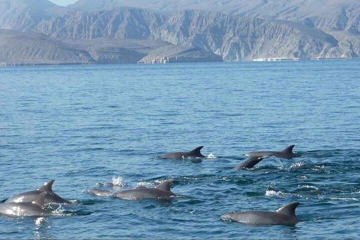 Muscat Dolphin-Watching Cruise from Marina Bandar Al Rowdha photo 2