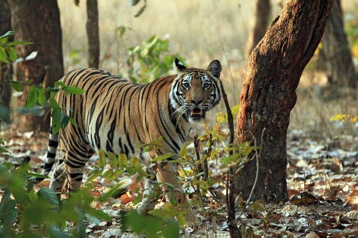 Ranthambore Day Trip from Jaipur — Jeep & Canter Tiger Safari Guide