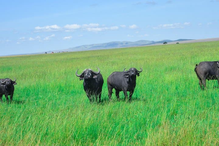 3-Day Budget Masai Mara Private Safari — Affordable Private Game Drives from Nairobi photo 2