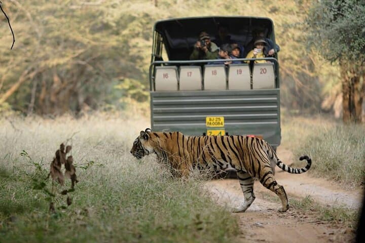 Ranthambore Day Trip from Jaipur — Jeep & Canter Tiger Safari Guide photo 2