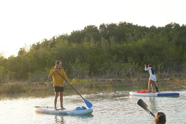 Bacalar Los Rápidos Sunrise Paddle Boarding: SUP Through Mangroves & Stromatolites photo 6