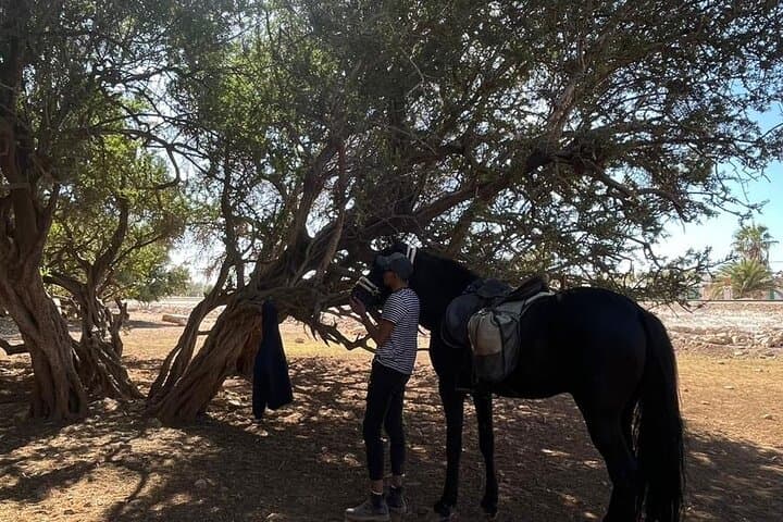 Guided Horse Grooming & Connection Experience in Essaouira photo 5