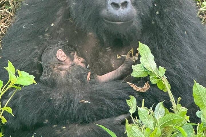 3-Day Uganda Gorilla Trek: Bwindi Gorillas, Equator & Lake Bunyonyi