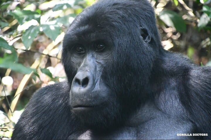 3-Day Uganda Gorilla Trek: Bwindi Gorillas, Equator & Lake Bunyonyi photo 4