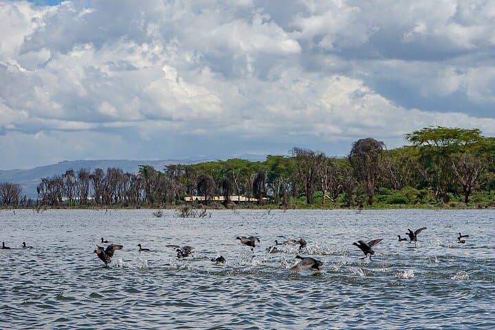 6-Day Masai Mara, Lake Nakuru & Amboseli Budget Safari — Big Five, Flamingos & Kilimanjaro Views photo 5
