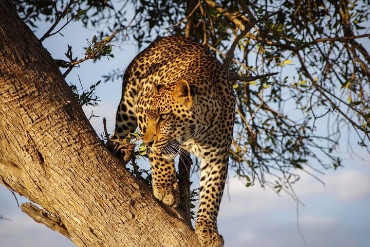6-Day Masai Mara, Lake Nakuru & Amboseli Budget Safari — Big Five, Flamingos & Kilimanjaro Views photo 6