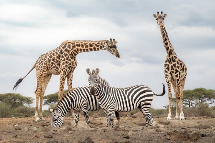 6-Day Masai Mara, Lake Nakuru & Amboseli Budget Safari — Big Five, Flamingos & Kilimanjaro Views