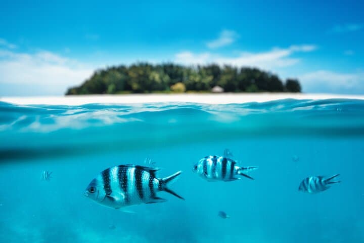 Mnemba Island Full-Day Dhow Snorkeling from Kendwa — Lunch & Open Bar photo 4