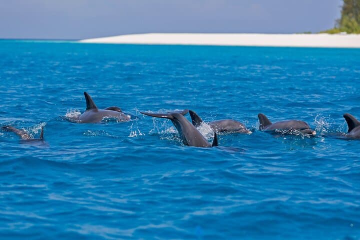 Mnemba Island Full-Day Dhow Snorkeling from Kendwa — Lunch & Open Bar photo 5