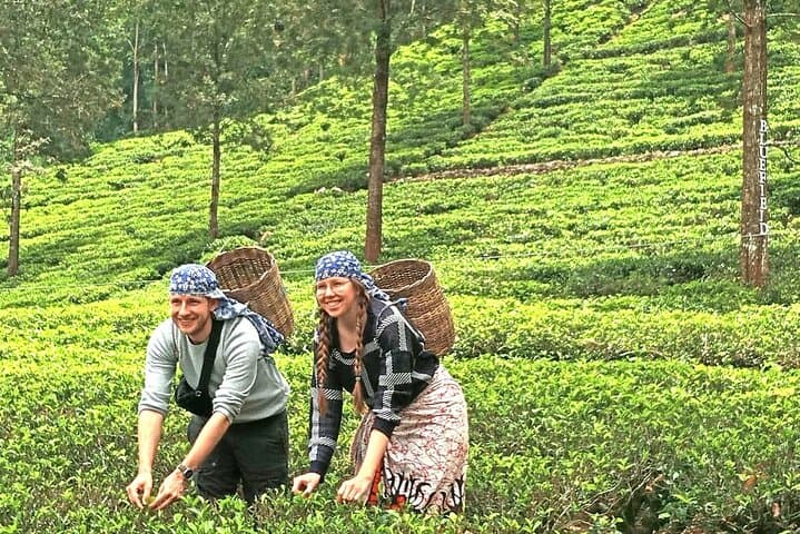 Nuwara Eliya Tea Factory Tours & Ramboda Waterfalls Day Trip photo 1