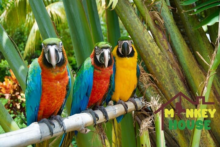 Puerto Plata City & Monkey Jungle Combo Tour — Amber Museum, Rum Tastings & Fort San Felipe photo 3